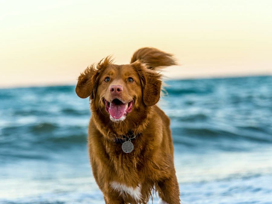 A russet dog bounding out of the surf with ears flying.