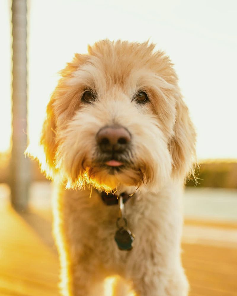 A fluffy Goldendoodle with a teddy-bear trim, lit by golden evening sun.