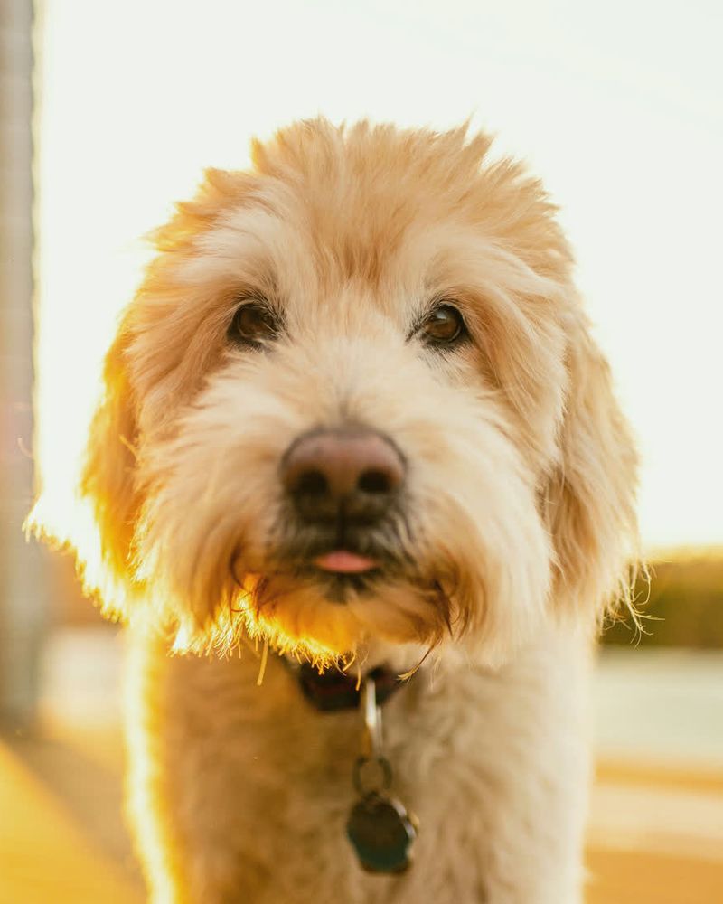 A fluffy Goldendoodle with a fresh teddy-bear trim, glowing in warm evening light.