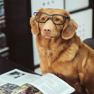 Juniper, a russet retriever wearing glasses.