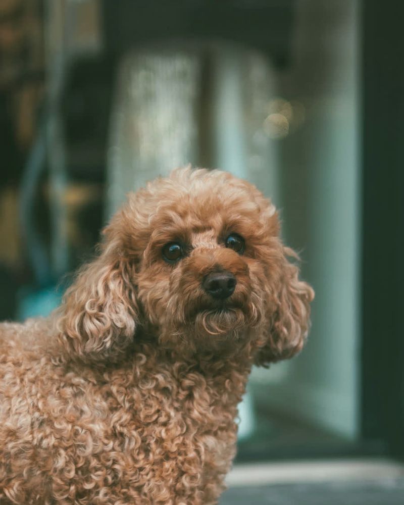 A curly apricot poodle with a rounded, freshly scissored cut, looking at the camera.