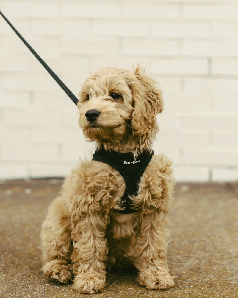 A fluffy apricot poodle puppy in a black harness, sitting in front of a white brick wall.