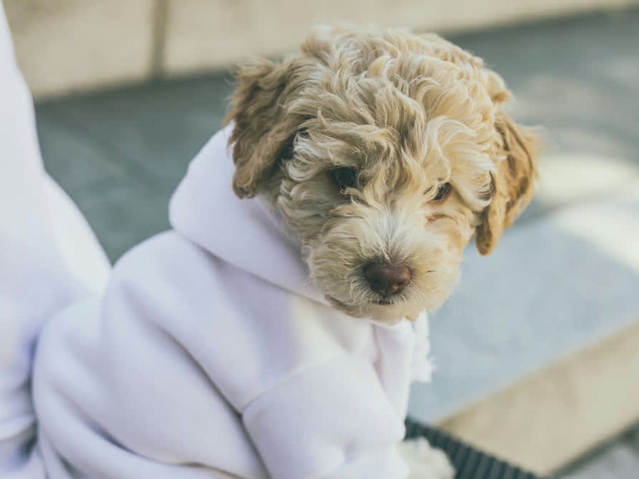 A curly doodle puppy in a white hoodie, looking down.