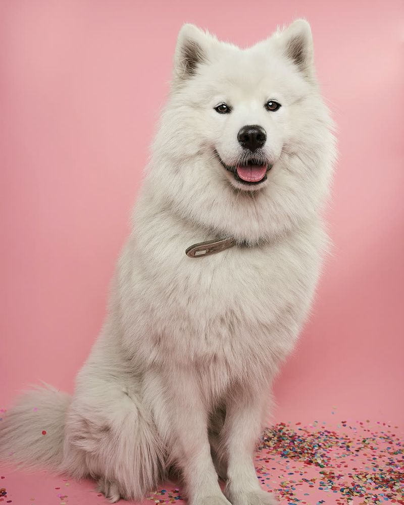 A fluffy white Samoyed sitting on a pink backdrop, freshly brushed.
