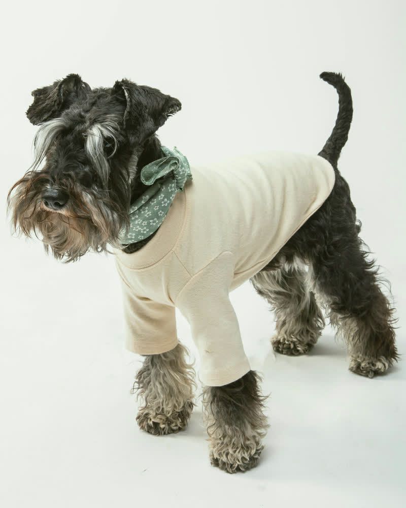 A miniature schnauzer with a tidy beard and clean coat, standing on a white studio floor.