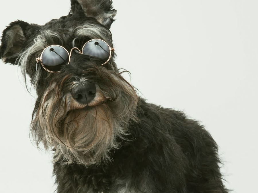 A groomed miniature schnauzer in round sunglasses against a white backdrop.