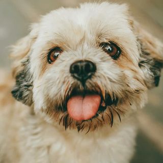 Waffles, a fluffy Shih Tzu with a trimmed face and a big tongue-out smile.