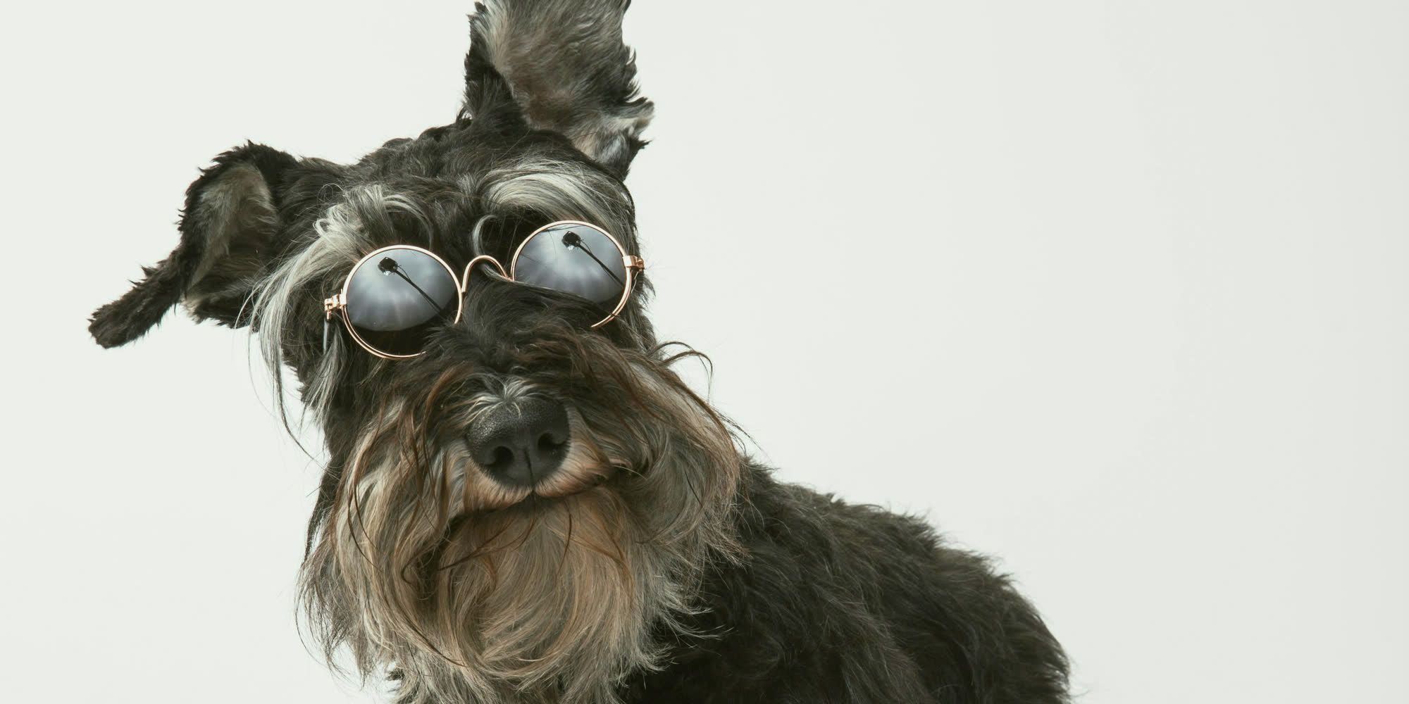 A groomed miniature schnauzer in round sunglasses against a white backdrop.