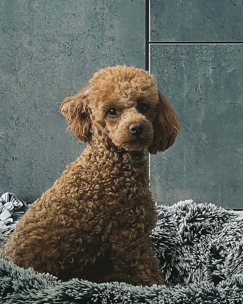 A toy poodle in a tight, curly cut, sitting upright in a fluffy grey bed.