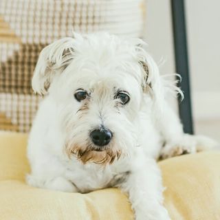 A scruffy-chic white terrier with a tidy face, resting on a yellow cushion.