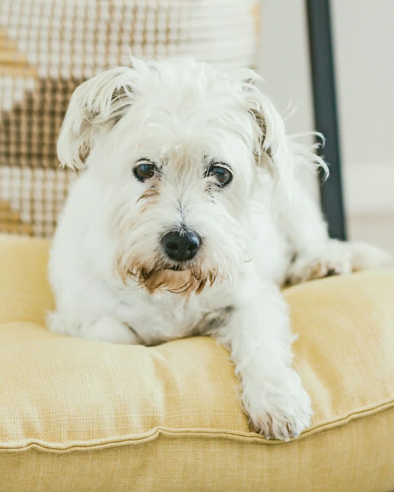 A scruffy-chic white terrier with a tidy face, resting on a yellow cushion.